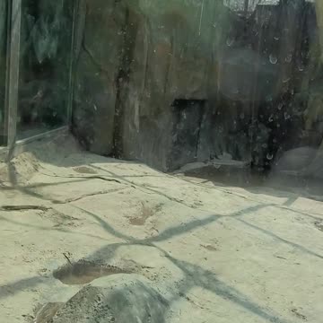 Baby giving carrot to tiger