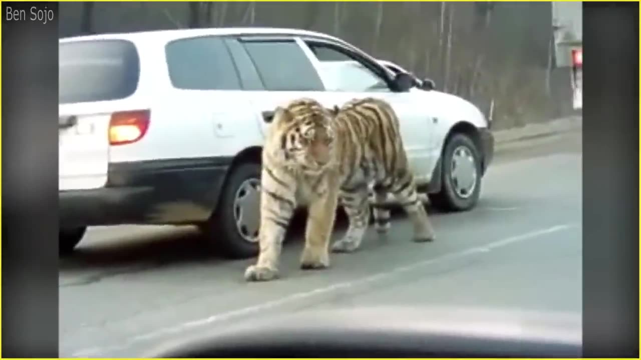 20 TERRIFYING MOVEMENTS OF WILD ANIMAL ROMAING THE STREET