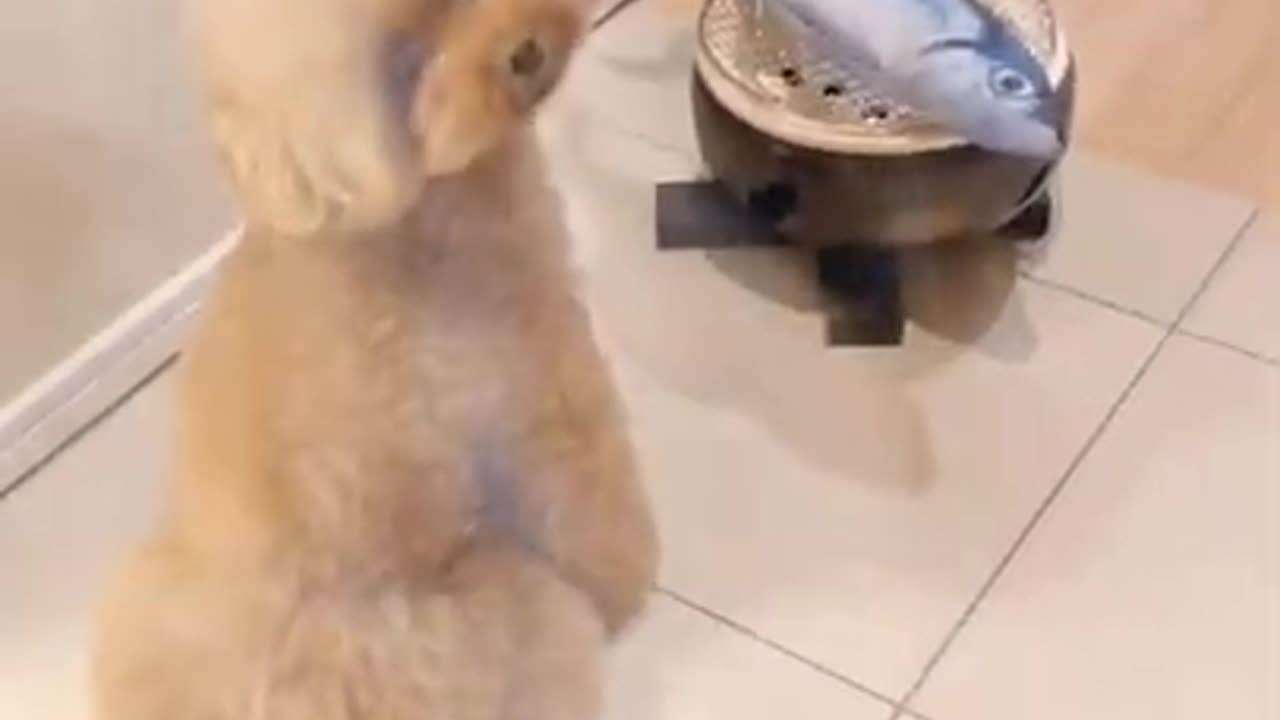 Cute Puppies Doing Funny Things