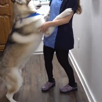 A Husky that loves water? What is this madness. #funnydog #viral
