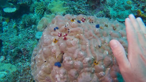 Christmas Tree Worms