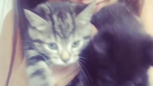 Two Cute Kittens With Thier Owner