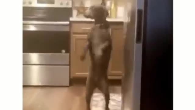 Dog get on its feet 😂🐾