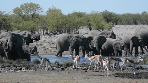 Herd of Elephants Enjoy Watering Hole