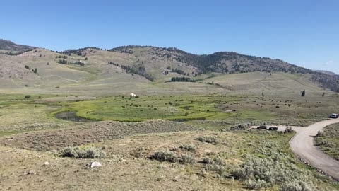 Yellowstone Park - tatanka