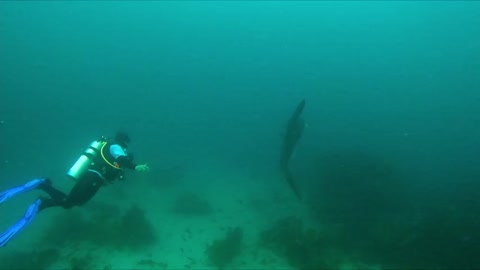 Scuba diver swims among