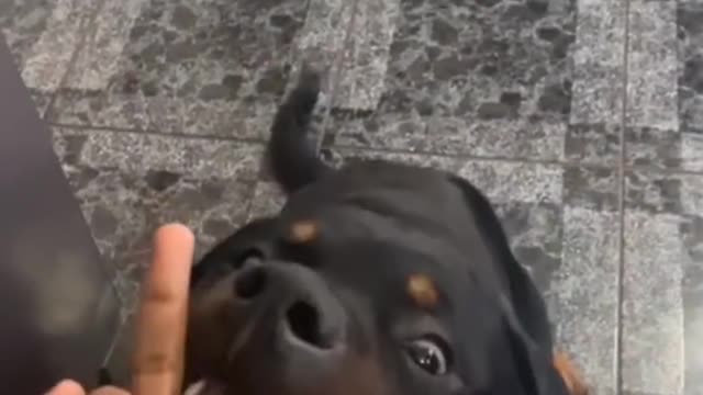 It's your turn to get a puppy