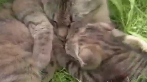 Cute cat video 😍