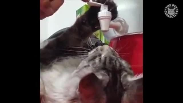 Cat drinking tap water/Fluffy cat