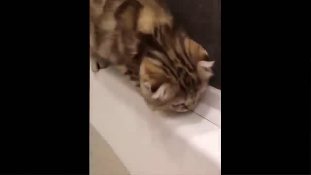 Funny moment of a cat slide into the water😂😂😂