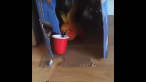 Parrot playing. Very funny