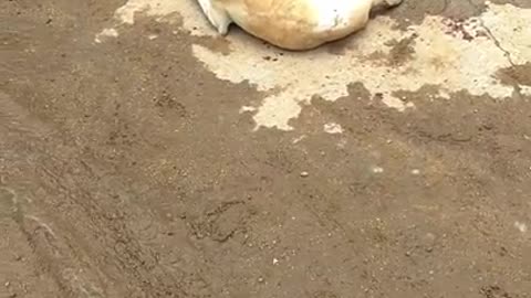 Police vehicle runs over a Dog - Animal Cruelty