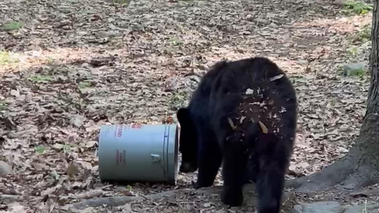 Black Bear Takes Off With Woman's Bucket