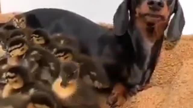 dog naps with sweet newborn ducklings