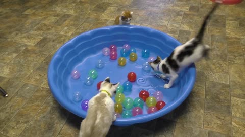 Cat Cute kittens play in Ball Funny video