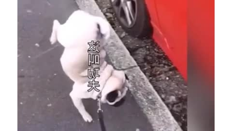 Dog Funny Video Fun