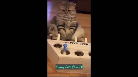 Funny Animal Videos 🤣 Funniest Cats and Dogs Videos 2024