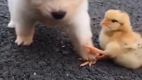 Cute dog vedio