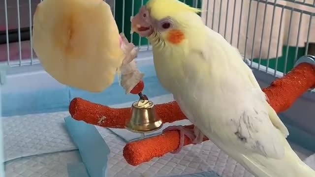 The little parrot in the cage is leisurely eating peaches