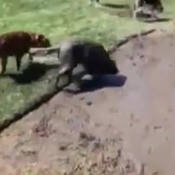 Kittens & Pups-Cutest 2021-Hilariously Cute 3 (2)