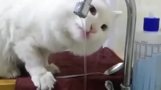 Funny cat compilation 2022 #3