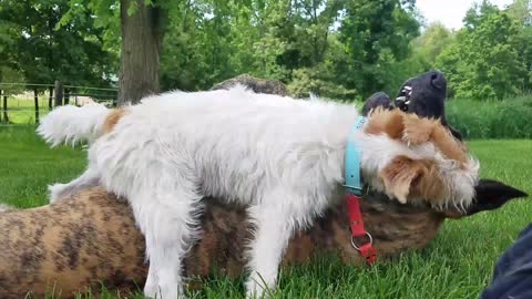 Fearless Jack Russell takes down Great Dane in wrestling match