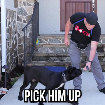 How To Train Your Puppy Like a Pro