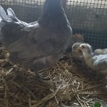 Amazing Fiona 🐔and 13 chickens 🐤💚🐤