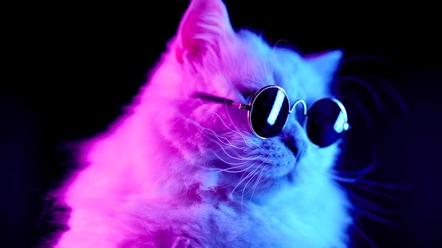 Cute cat🐱