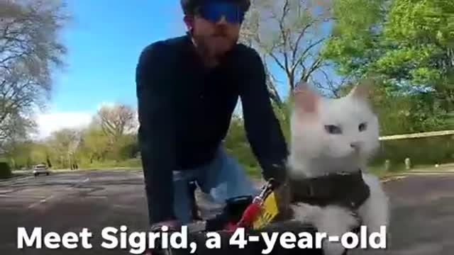 Courageous cat tours around the city of London with a harness and pair of goggles