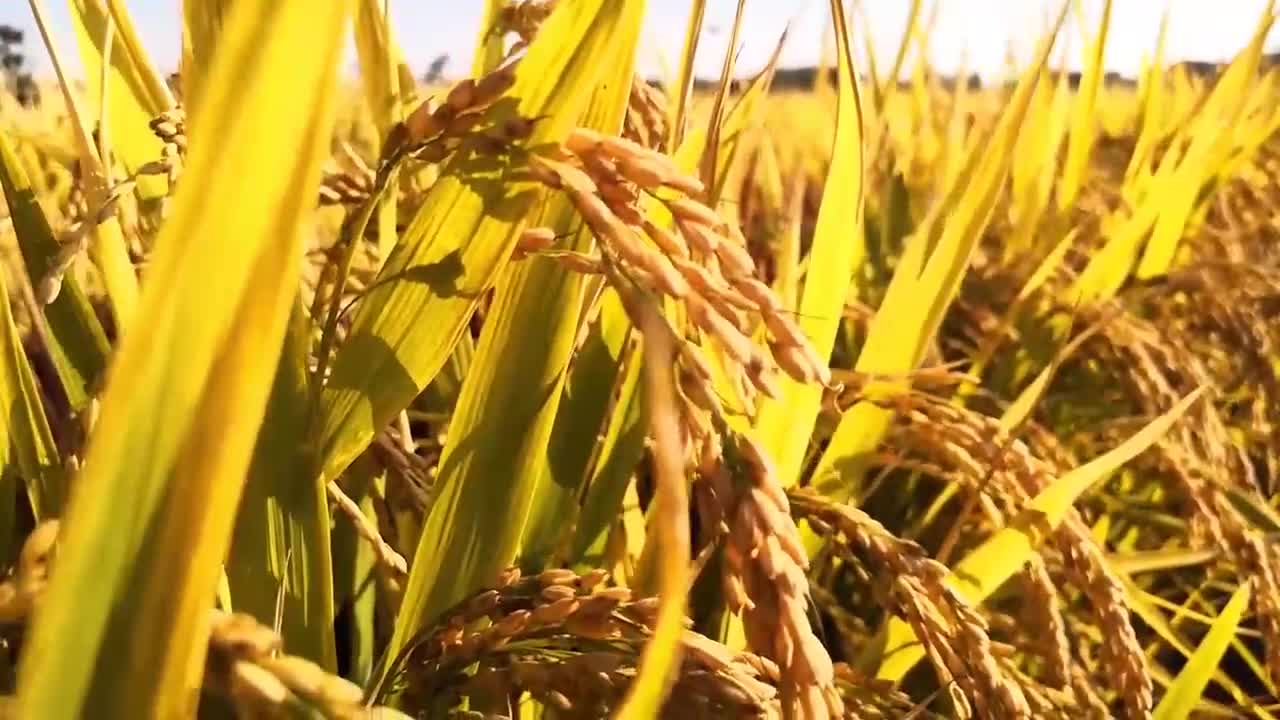 Paddy fields