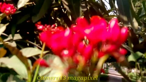 Micromax Q4310 camera  test camera review camera quality test