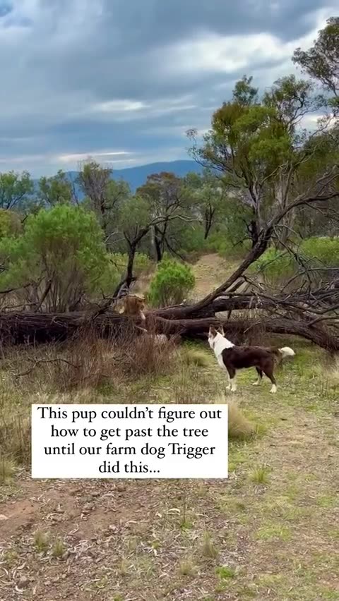 DogRightGirl - Country dog showing city dog how to do it…..😂🐾