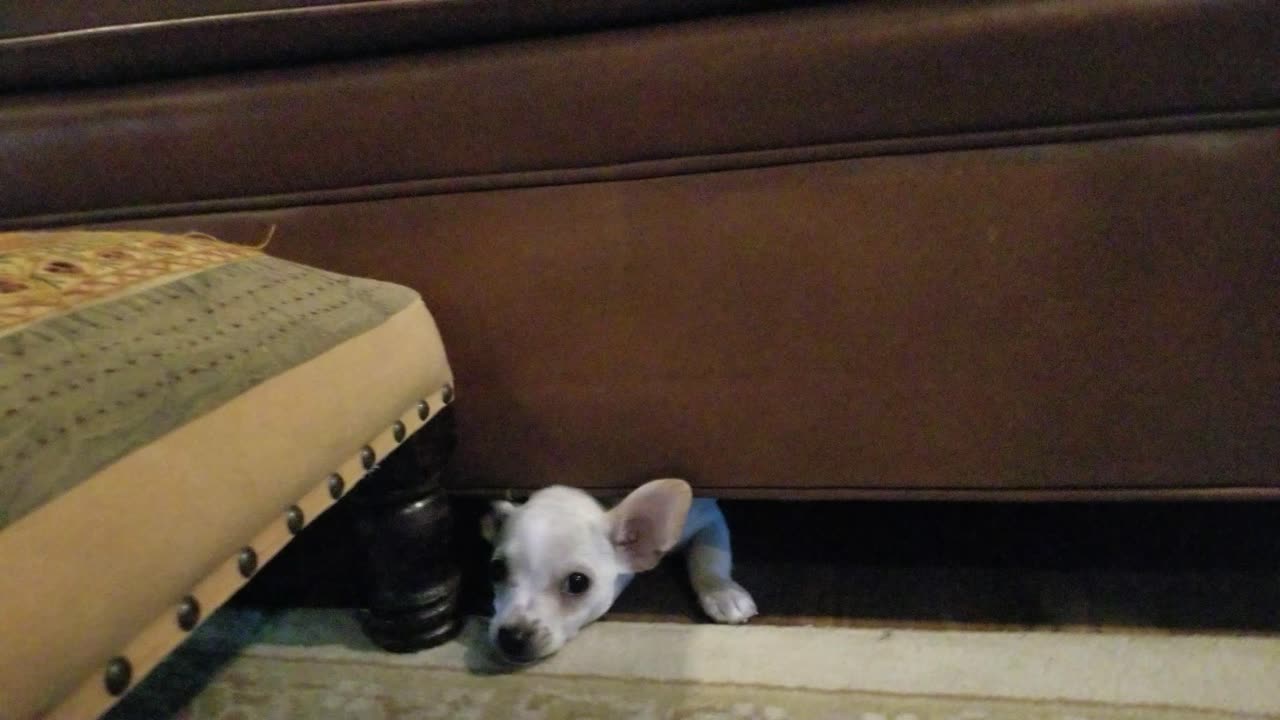 Daisey when she was little :)