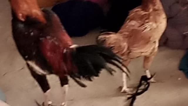 Fancy birds cute birds 2021