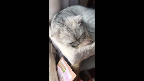 cat3
