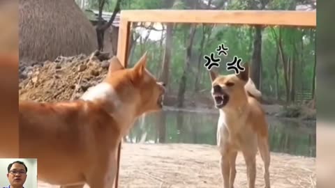 Funny Moments Animals-30