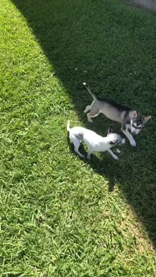 Husky Mix puppy plays with ChiWeenie