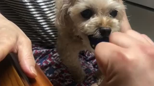 A dog worried about bite or not