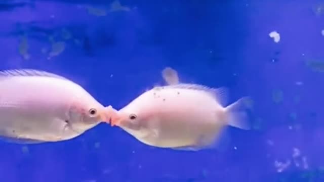 Fish Loving Video
