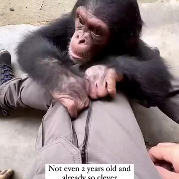 Incredibly curious and clever 🙉🧠