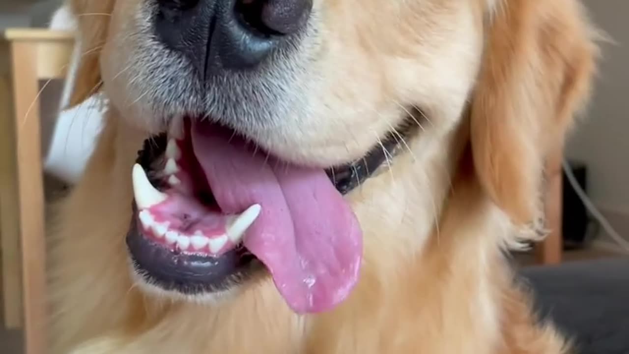 GoldenBearOllie's Daily Anthem: Singing His Heart Out! 🎤