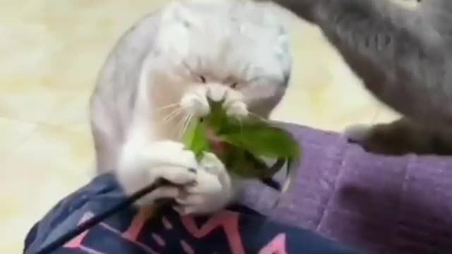 Cat so angry - Hit other cat