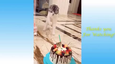 Best funny cute cats and dogs try no to laugh compilations