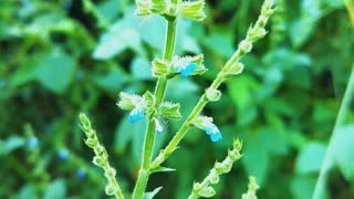 Salvia plant #srilanka