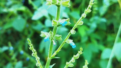 Salvia plant #srilanka