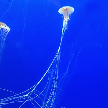 The Japanese Nettles