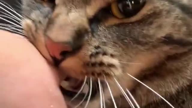 Funny cat #funny #yt #snake