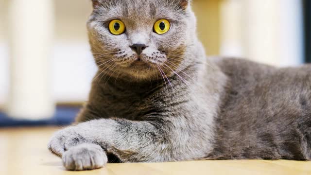 Beautiful gray purebred scottish fold cat, close up shot. Shot in 6K on cinema camera