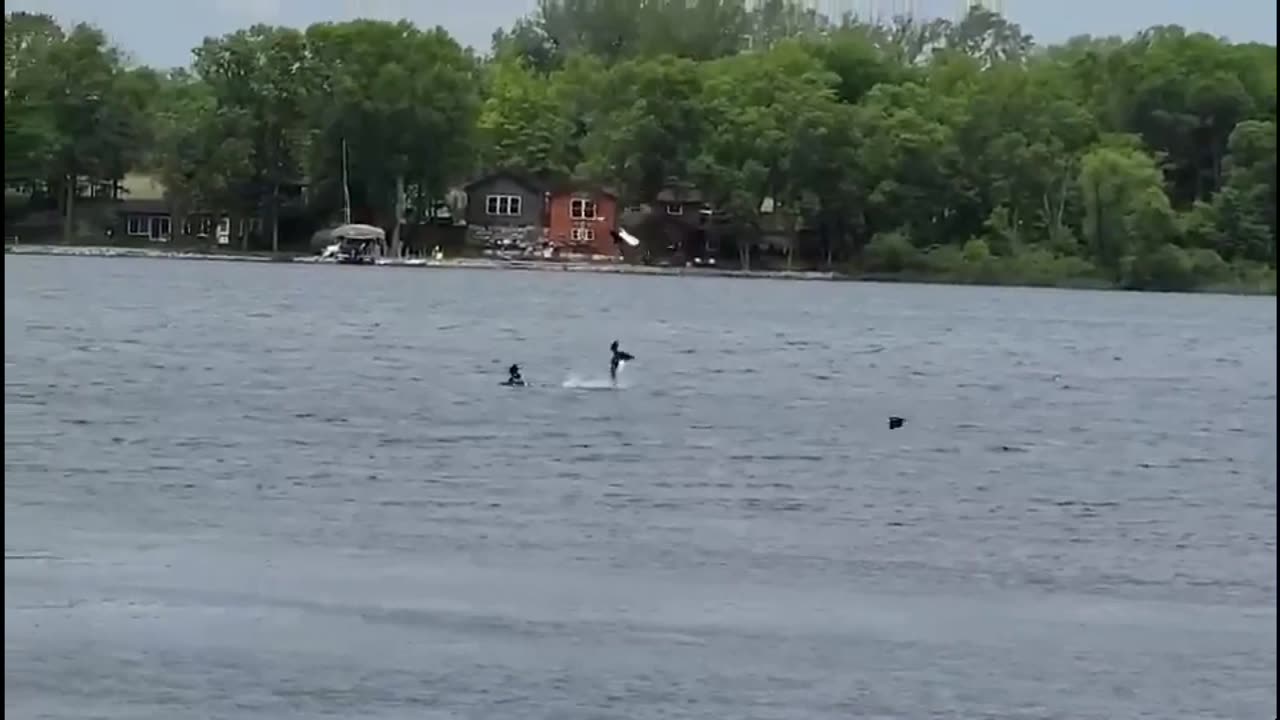 Common Loon - Bald Eagle Attack